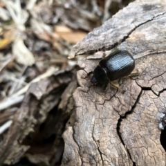 Unidentified Scarab beetle (Scarabaeidae) at Undefined - 23 Oct 2018 by Nivlek