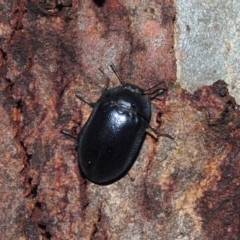 Pterohelaeus striatopunctatus (Darkling beetle) at Pollinator-friendly garden Conder - 3 Oct 2018 by michaelb