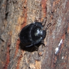 Pterohelaeus striatopunctatus at Conder, ACT - 4 Oct 2018 12:12 AM