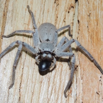 Isopeda sp. (genus) (Huntsman Spider) at Pollinator-friendly garden Conder - 3 Oct 2018 by michaelb