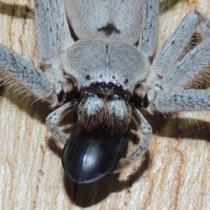 Isopeda sp. (genus) at Conder, ACT - 4 Oct 2018 12:02 AM