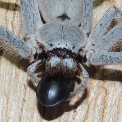 Isopeda sp. (genus) at Conder, ACT - 4 Oct 2018