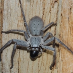 Isopeda sp. (genus) at Conder, ACT - 4 Oct 2018