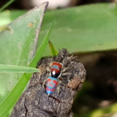 Maratus volans (Peacock spider) at Huskisson, NSW - 27 Oct 2018 by Husky
