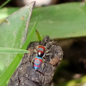 Maratus splendens at Huskisson, NSW - 28 Oct 2018 09:10 AM