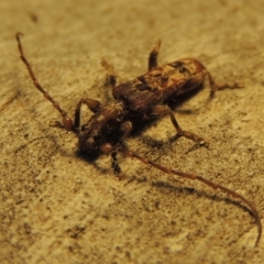 Tessaromma undatum (Velvet eucalypt longhorn beetle) at Conder, ACT - 8 Oct 2018 by MichaelBedingfield