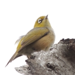 Zosterops lateralis (Silvereye) at Tennent, ACT - 16 Oct 2018 by michaelb