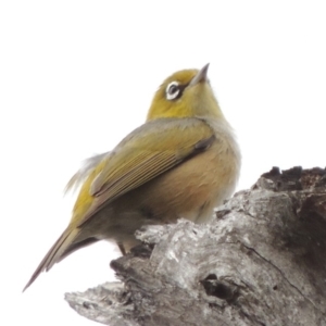 Zosterops lateralis at Tennent, ACT - 16 Oct 2018 06:25 PM