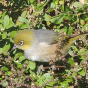 Zosterops lateralis at undefined - 8 Jun 2014 10:33 AM