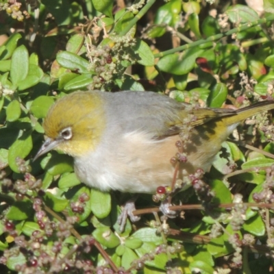 Zosterops lateralis (Silvereye) at Undefined - 8 Jun 2014 by michaelb