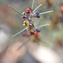 Daviesia genistifolia (Broom Bitter Pea) at QPRC LGA - 30 Sep 2018 by natureguy