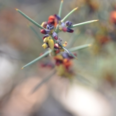 Daviesia genistifolia (Broom Bitter Pea) at Wamboin, NSW - 30 Sep 2018 by natureguy