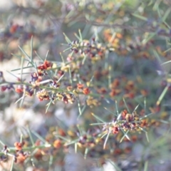 Daviesia genistifolia at Wamboin, NSW - 30 Sep 2018
