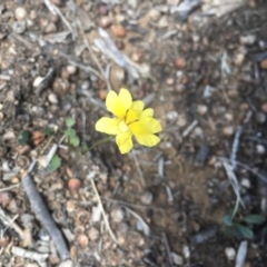 Goodenia pinnatifida (Scrambled Eggs) at Griffith Woodland - 27 Oct 2018 by ianandlibby1