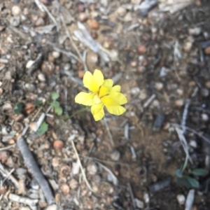 Goodenia pinnatifida at Griffith, ACT - 28 Oct 2018