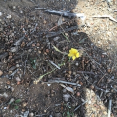 Goodenia pinnatifida at Griffith, ACT - 28 Oct 2018