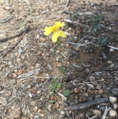 Goodenia pinnatifida at Griffith, ACT - 28 Oct 2018