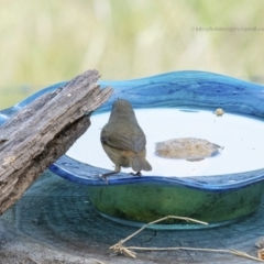 Sericornis frontalis (White-browed Scrubwren) at Bald Hills, NSW - 27 Oct 2018 by JulesPhotographer