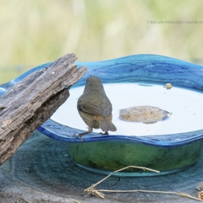 Sericornis frontalis (White-browed Scrubwren) at Bald Hills, NSW - 26 Oct 2018 by JulesPhotographer