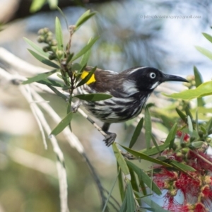 Phylidonyris novaehollandiae at Bald Hills, NSW - 27 Oct 2018 07:18 AM