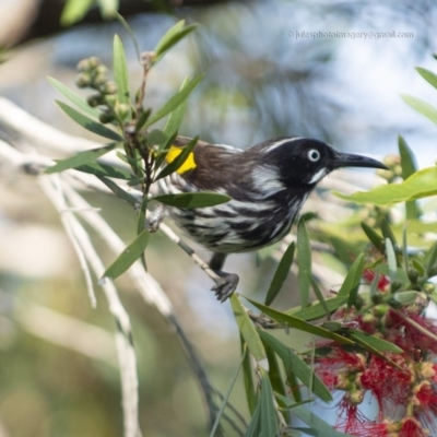 Phylidonyris novaehollandiae (New Holland Honeyeater) at Bald Hills, NSW - 27 Oct 2018 by JulesPhotographer