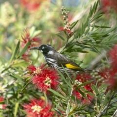 Phylidonyris novaehollandiae at Bald Hills, NSW - 27 Oct 2018