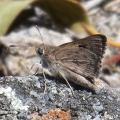 Trapezites phigalia (Heath Ochre) at Theodore, ACT - 28 Oct 2018 by owenh