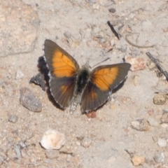 Lucia limbaria (Chequered Copper) at Tuggeranong Hill - 25 Oct 2018 by Owen