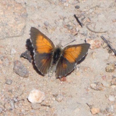 Lucia limbaria (Chequered Copper) at Theodore, ACT - 25 Oct 2018 by Owen