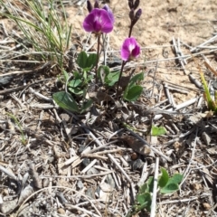 Glycine tabacina (Variable Glycine) at Mulanggari Grasslands - 28 Oct 2018 by purple66