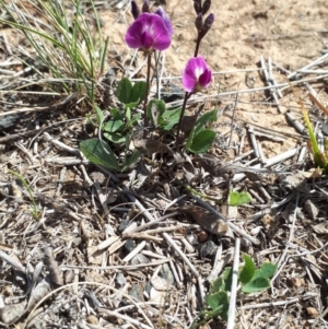 Glycine tabacina at Franklin, ACT - 28 Oct 2018 02:42 PM