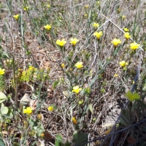 Oxalis sp. at Palmerston, ACT - 28 Oct 2018