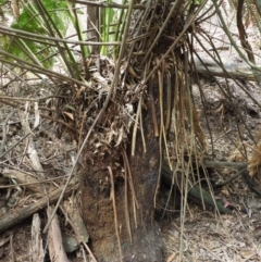 Dicksonia antarctica at Coree, ACT - 25 Oct 2018