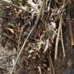 Dicksonia antarctica at Coree, ACT - 25 Oct 2018