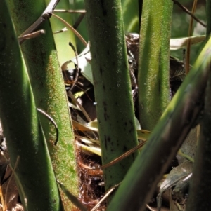 Dicksonia antarctica at Coree, ACT - 25 Oct 2018