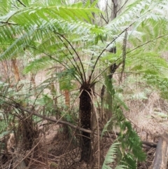 Cyathea australis subsp. australis (Rough Tree Fern) at Uriarra Village, ACT - 25 Oct 2018 by KenT