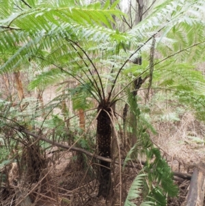 Cyathea australis subsp. australis at Uriarra Village, ACT - 25 Oct 2018