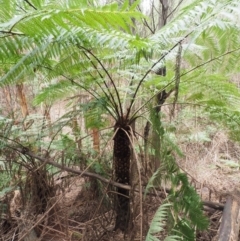 Cyathea australis subsp. australis (Rough Tree Fern) at Uriarra Village, ACT - 24 Oct 2018 by KenT
