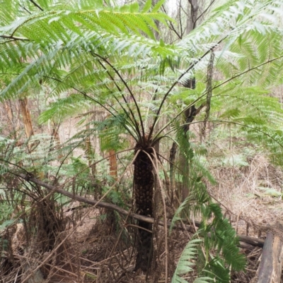 Cyathea australis subsp. australis (Rough Tree Fern) at Uriarra Village, ACT - 24 Oct 2018 by KenT