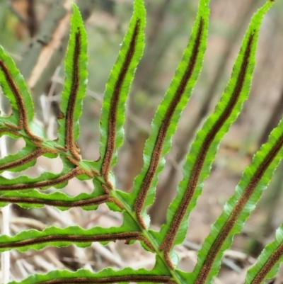 Blechnum cartilagineum (Gristle Fern) at Uriarra Village, ACT - 25 Oct 2018 by KenT