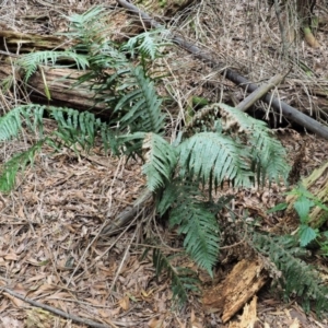 Blechnum cartilagineum at Uriarra Village, ACT - 25 Oct 2018