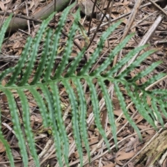 Blechnum cartilagineum at Uriarra Village, ACT - 25 Oct 2018