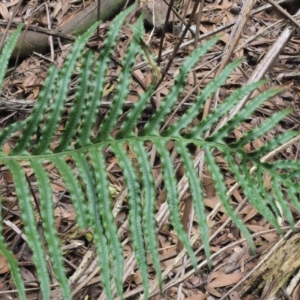 Blechnum cartilagineum at Uriarra Village, ACT - 25 Oct 2018