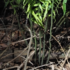 Blechnum cartilagineum at Uriarra Village, ACT - 25 Oct 2018