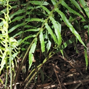 Blechnum cartilagineum at Uriarra Village, ACT - 25 Oct 2018