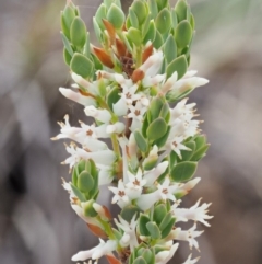 Brachyloma daphnoides (Daphne Heath) at Coree, ACT - 25 Oct 2018 by KenT