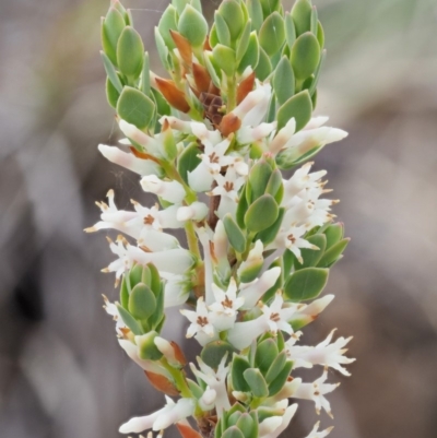 Brachyloma daphnoides (Daphne Heath) at Coree, ACT - 25 Oct 2018 by KenT