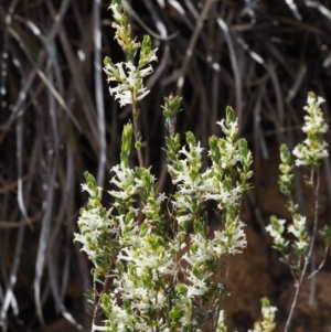 Brachyloma daphnoides at Coree, ACT - 25 Oct 2018