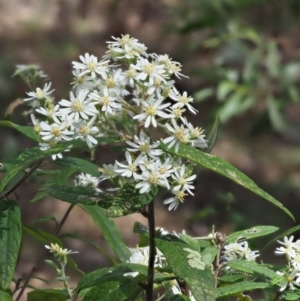 Olearia lirata at Uriarra, NSW - 25 Oct 2018 12:00 PM