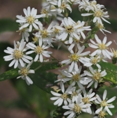 Olearia lirata at Uriarra, NSW - 25 Oct 2018